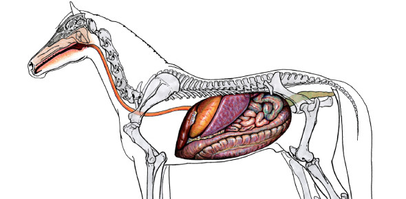 General Equine Anatomy Quiz! Trivia Facts - ProProfs Quiz